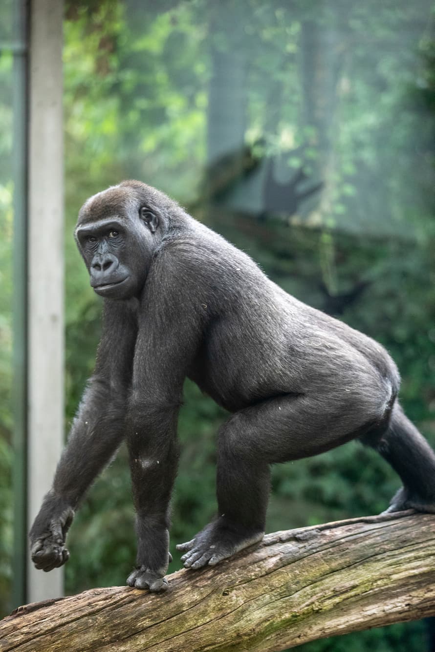 Westliches Flachlandgorilla-Weibchen Mawimbi im Zoo Zürich.