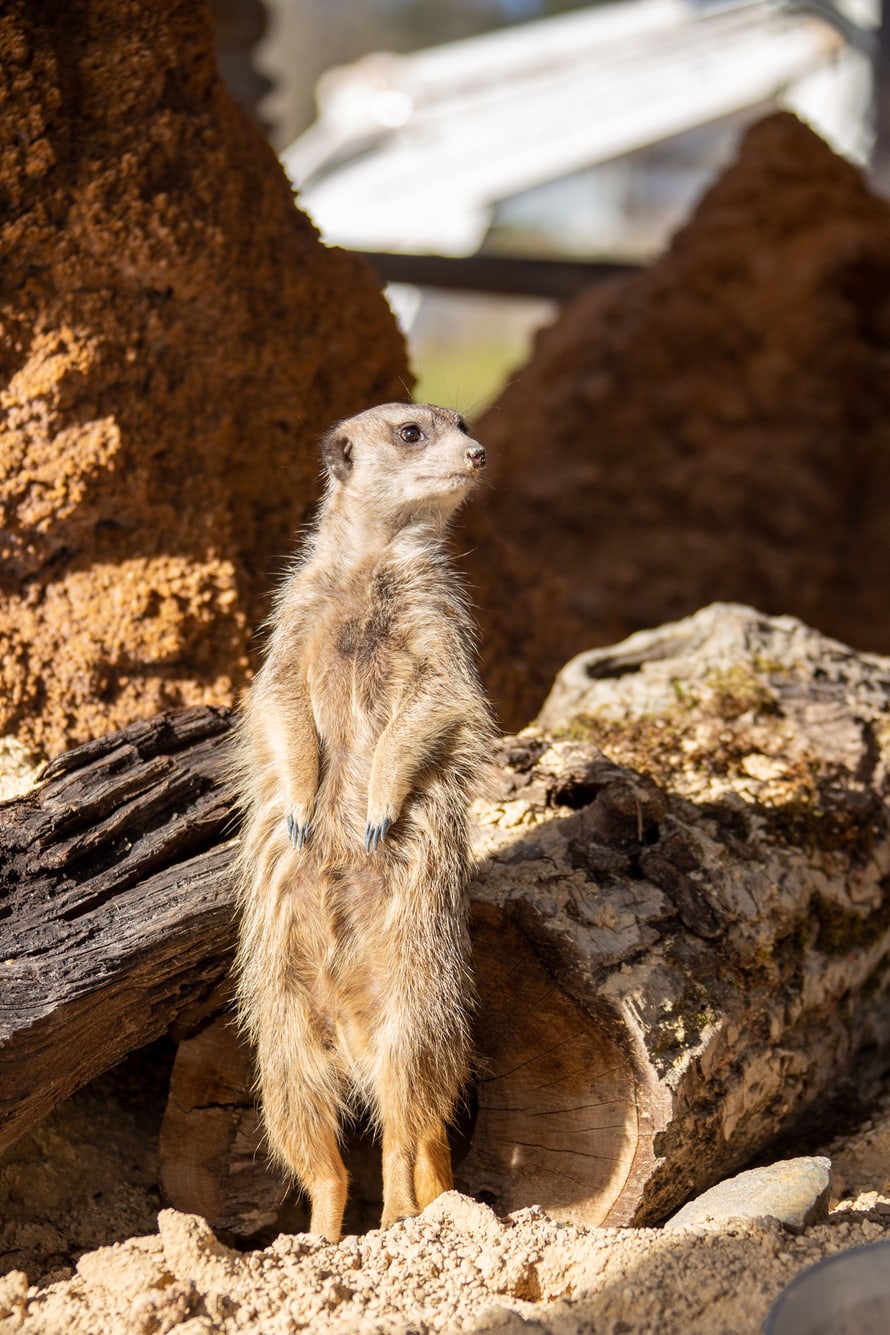 Erdmännchen in der Lewa Savanne des Zoo Zürich.