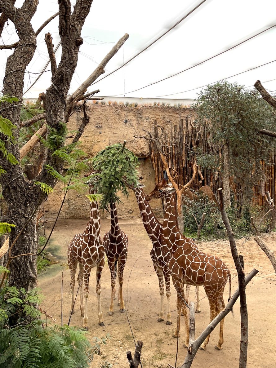 Foto: Zoo Zürich, Rita Schlegel Netzgiraffen im Lewa Giraffenhaus knabbern an einem Christbaum.