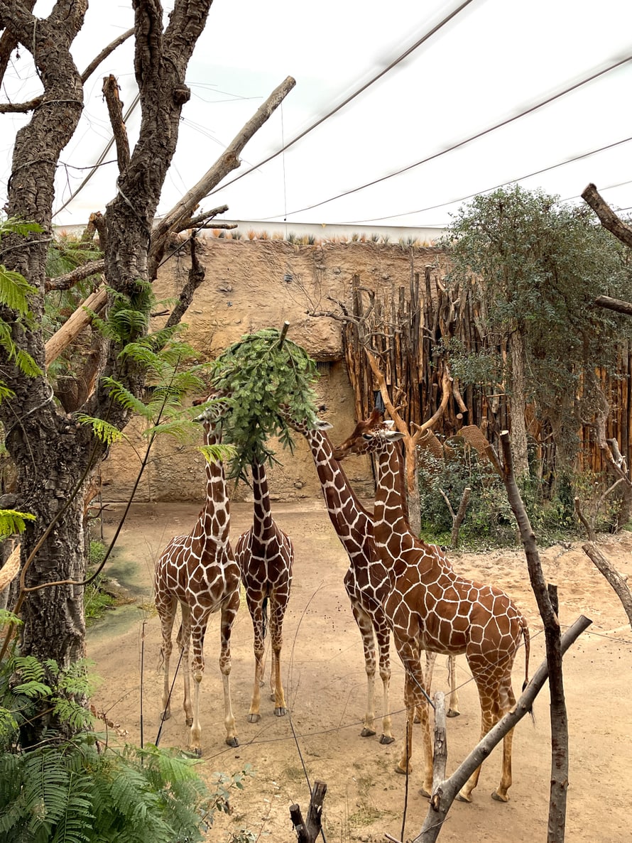 Netzgiraffen im Lewa Giraffenhaus knabbern an einem Christbaum.