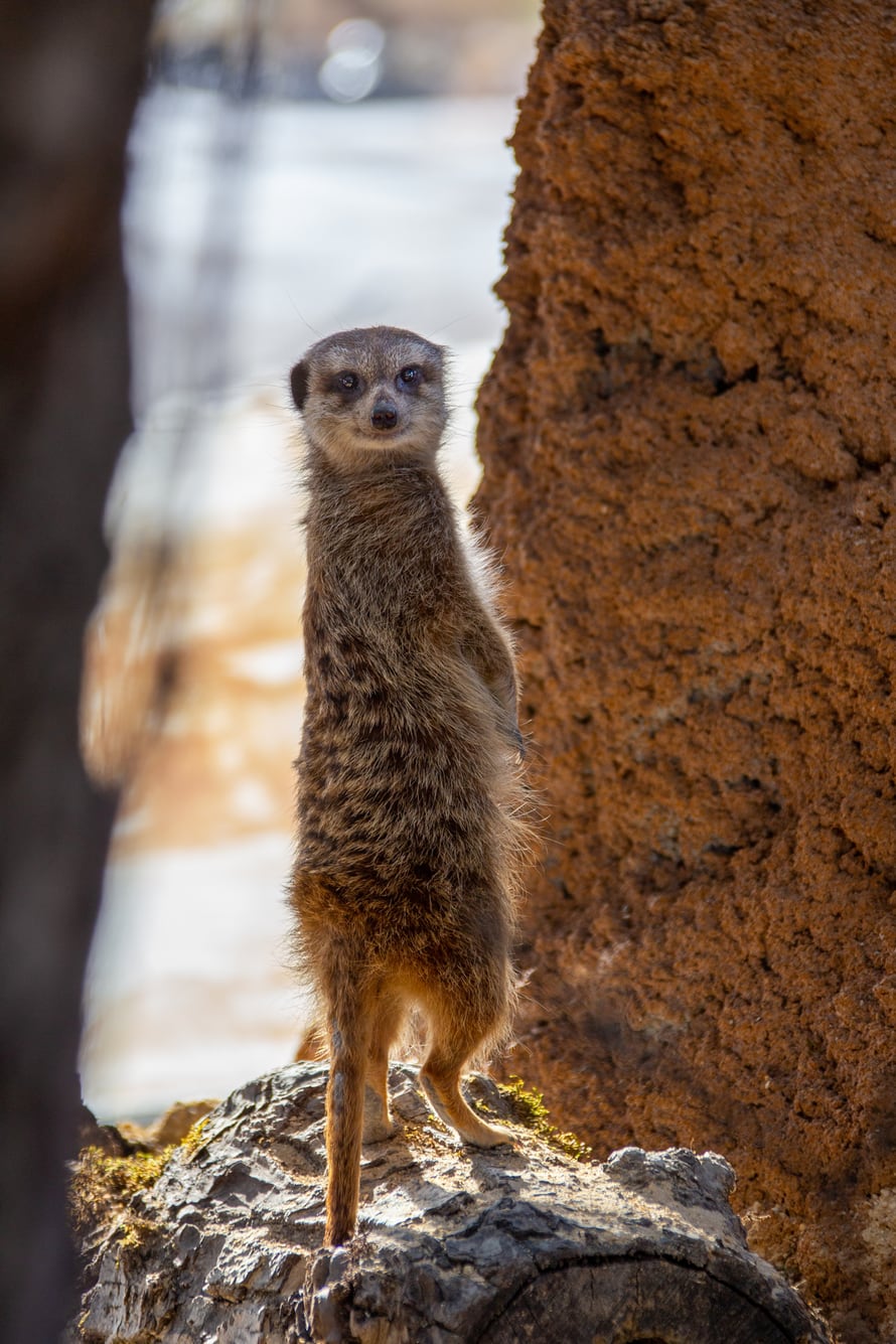 Erdmännchen in der Lewa Savanne des Zoo Zürich.