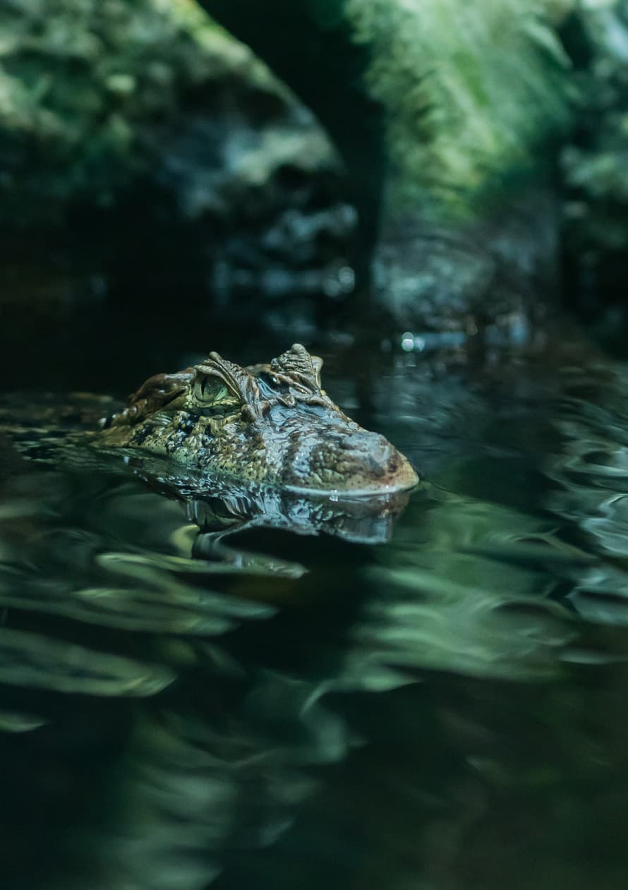 Breitschnauzenkaiman im Exotarium des Zoo Zürich.