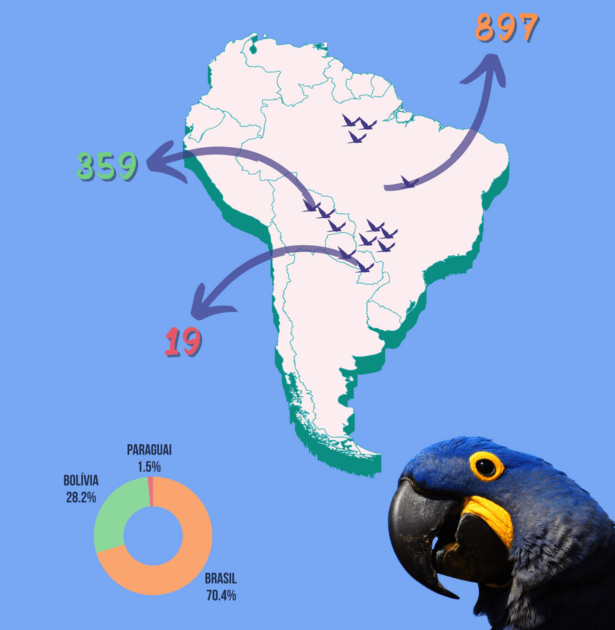 Anzahl gezählter Hyazintharas in den südamerikanischen Ländern Brasilien, Bolivien und Paraguay.