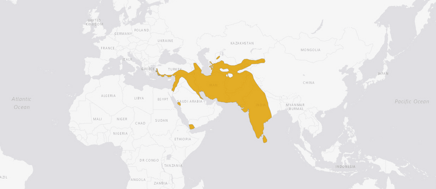 Verbreitungskarte Weissschwanz-Stachelschwein