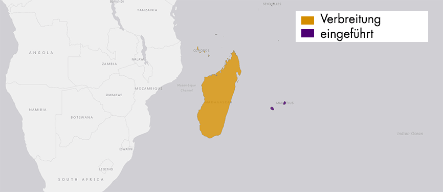 Verbreitungskarte Madagaskar-Turteltaube