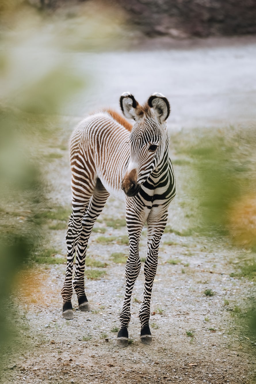 Grevyzebra-Fohlen in der Lewa Savanne des Zoo Zürich.