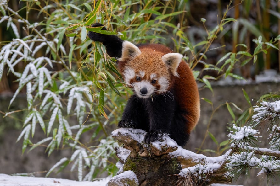 Kleiner Panda im Zoo Zürich.