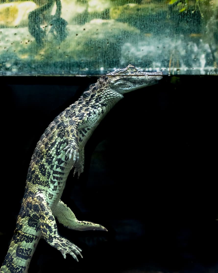 Breitschnauzenkaiman im Exotarium des Zoo Zürich.