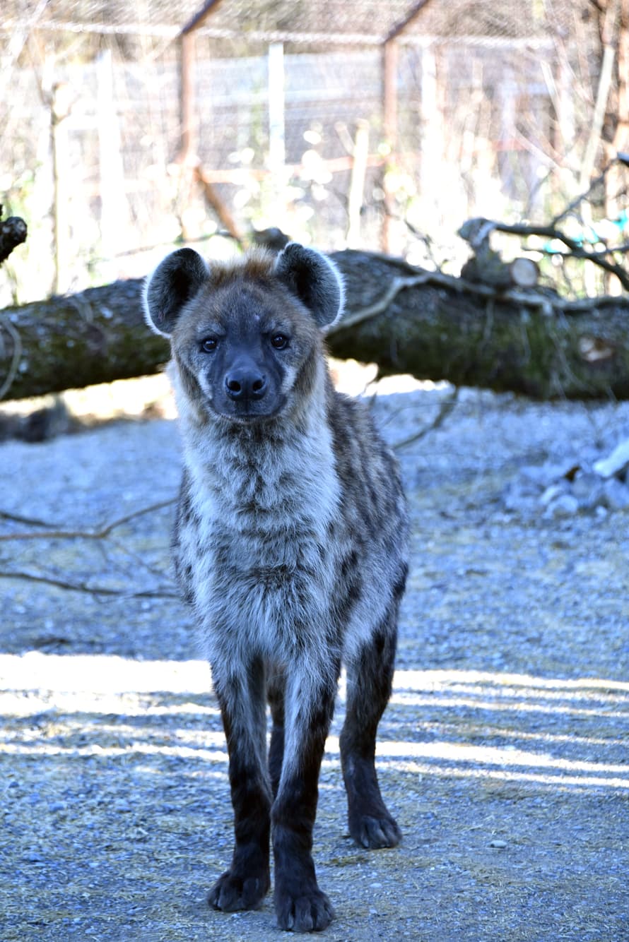 Foto: Zoo Zürich, Robert Zingg Tüpfelhyäne in der Lewa Savanne.