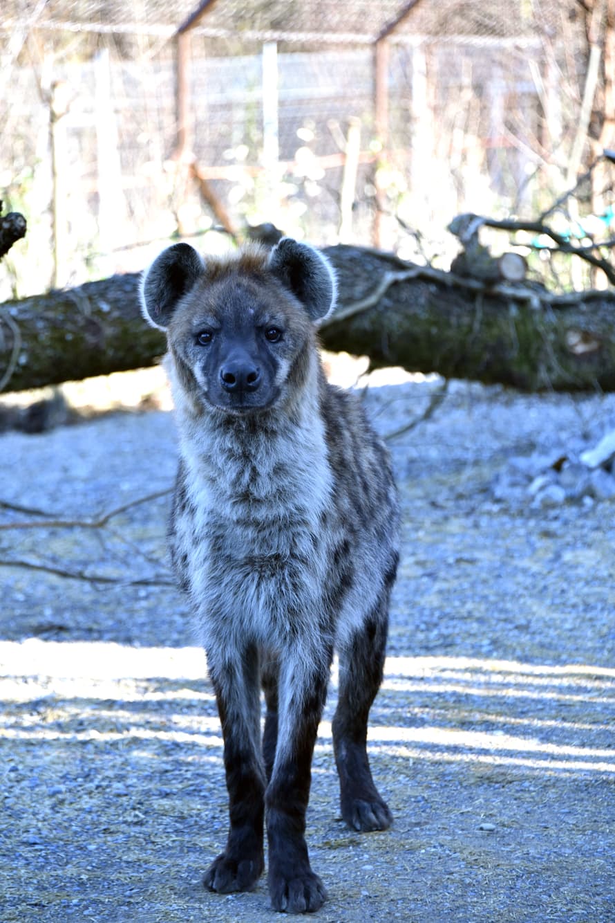 Tüpfelhyäne in der Lewa Savanne.