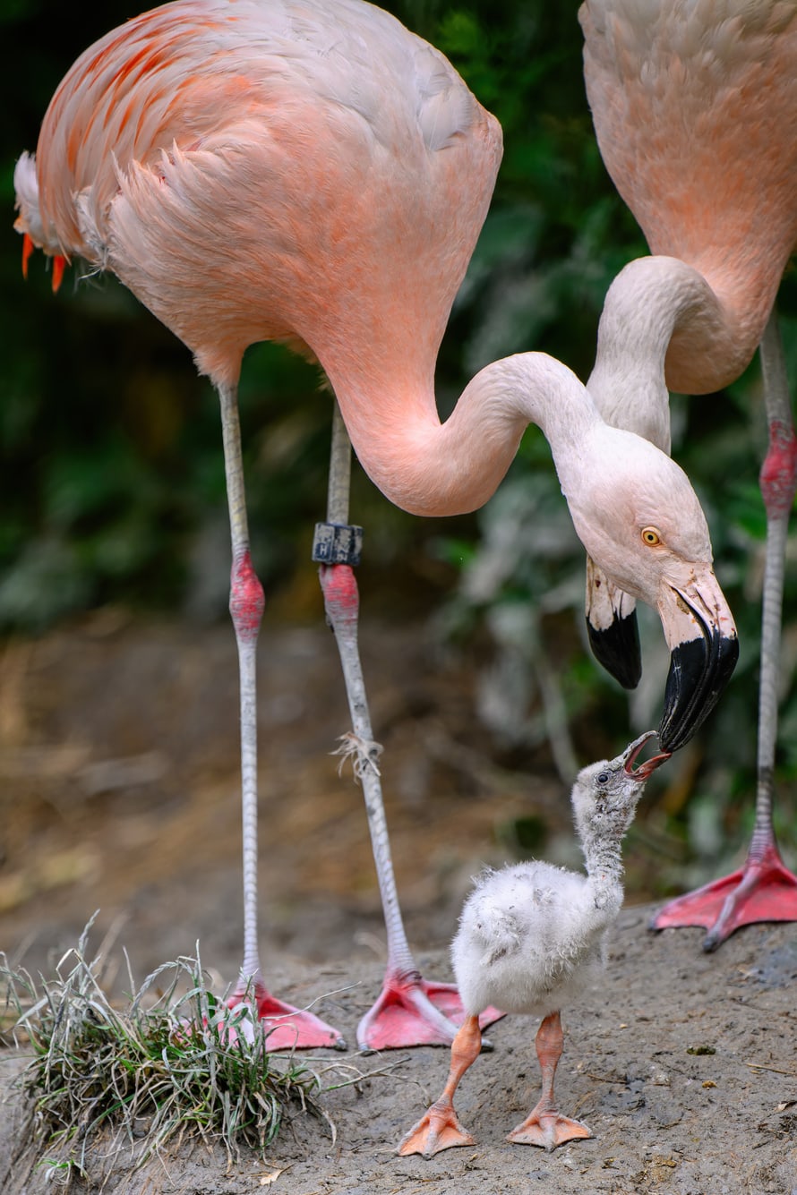 Junger Flamingo mit seinen Eltern im Zoo Zürich.