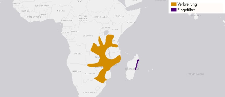 Verbreitungskarte Dunkle Klappbrust-Pelomedusenschildkröte