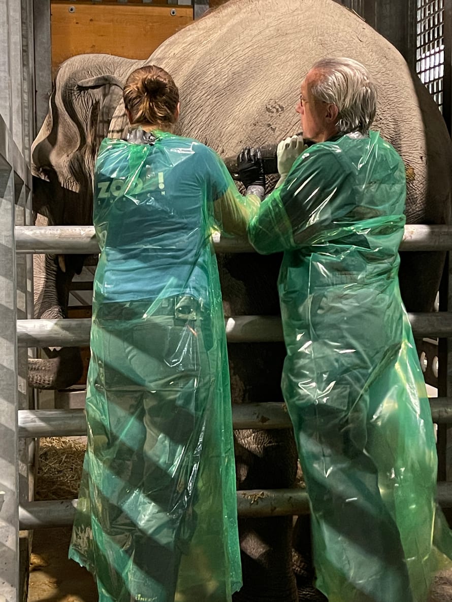 Dr. Maya Kummrow (l.) und Prof. Jean-Michel Hatt bei einer Behandlung im Managementbereich des Kaeng Krachan Elefantenparks im Zoo Zürich.
