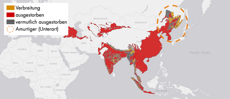Verbreitungskarte Amurtiger