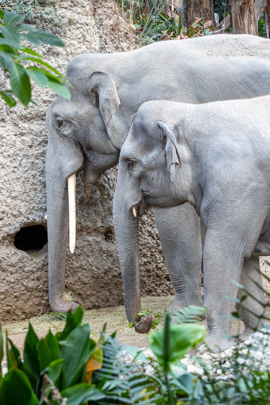 Bulle Thai und die trächtige Farha im Zoo Zürich.