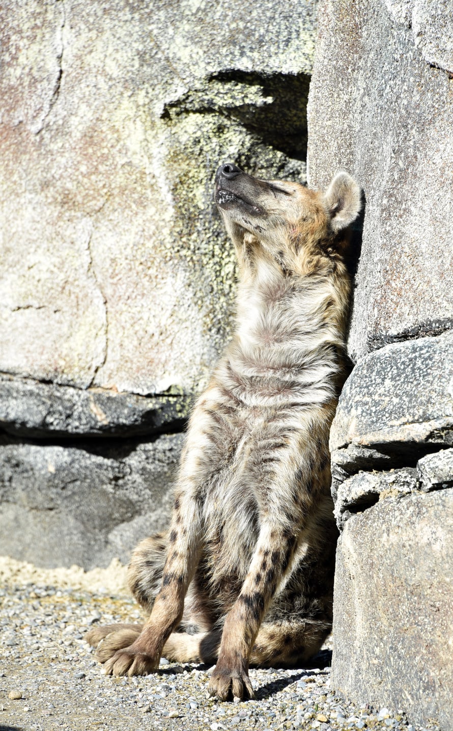 Foto: Zoo Zürich, Robert Zingg Tüpfelhyäne Tesi in der Lewa Savanne.