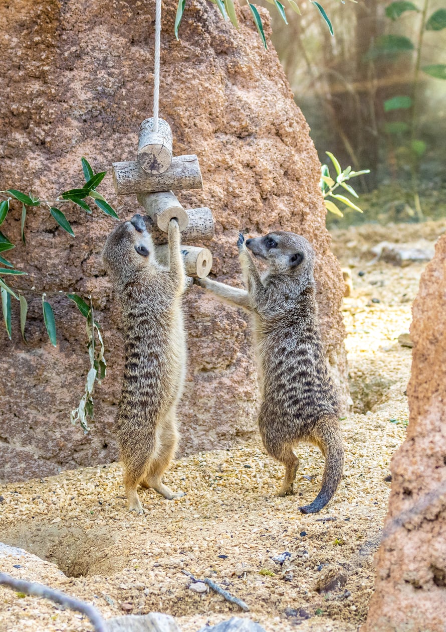 Erdmännchen in der Lewa Savanne des Zoo Zürich.