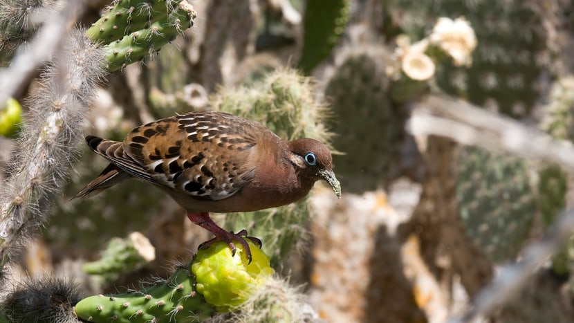 Galápagos Taube in Kaktus ã Paquita Hoeck