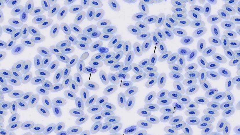 Blutparasit Haemoproteus syrnii