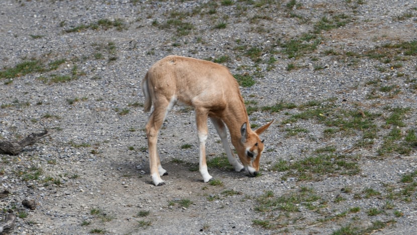 Junge Säbelantilope in der Lewa Savanne im Zoo Zürich.