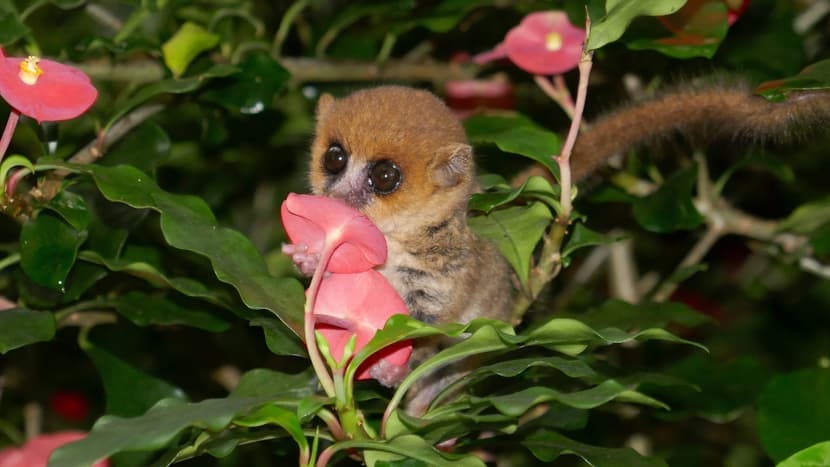Foto: Zoo Zürich, Sam Kneubühler Goodman-Mausmaki im Masoala Regenwald des Zoo Zürich.