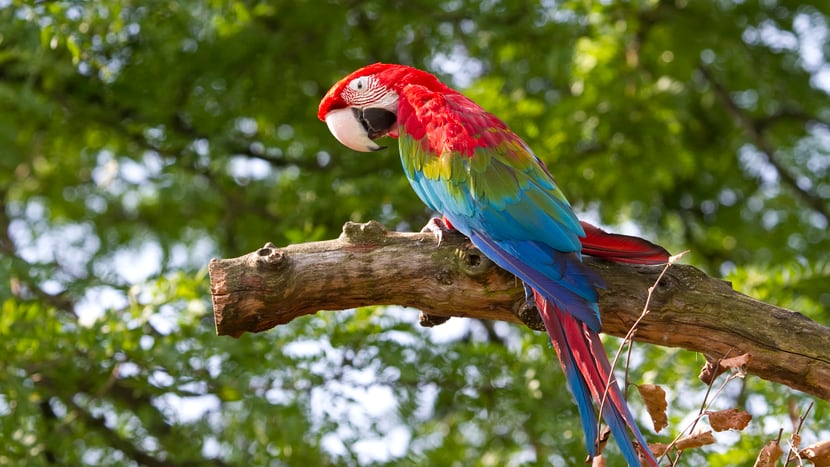 Foto: Zoo Zürich, Enzo Franchini Grünflügelara im Pantanal des Zoo Zürich.