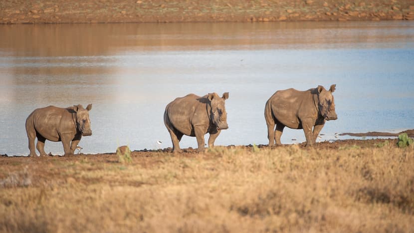 Breitmaulnashörner im Lewa Wildlife Conservancy in Kenia.