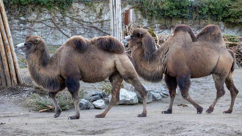Foto: Zoo Zürich, Enzo Franchini Trampeltiere im Zoo Zürich (2022).