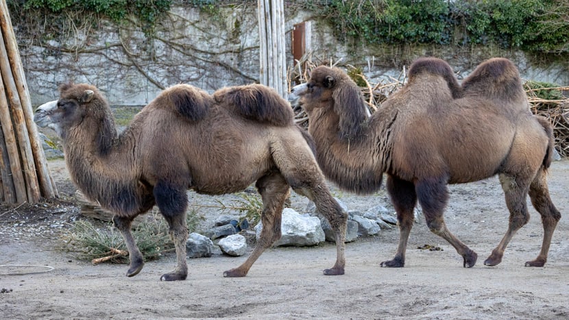 Trampeltiere im Zoo Zürich (2022). 