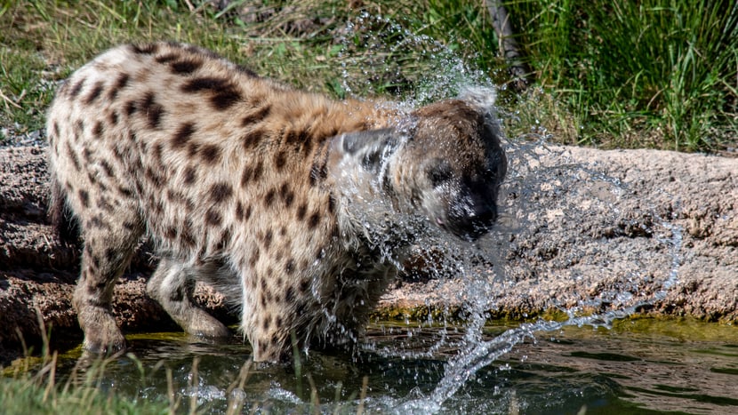 Tüpfelhyäne Tesi in der Lewa Savanne des Zoo Zürich.