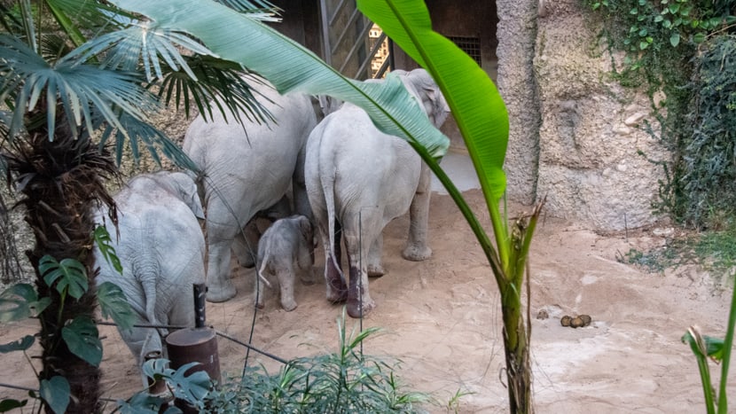 Elefanten mit neugeborenem Jungtier im Kaeng Krachan Elefantenpark im Zoo Zürich. 