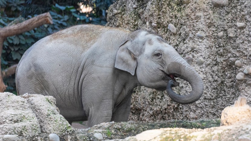 Omysha beim Wassertrinken im Zoo Zürich.