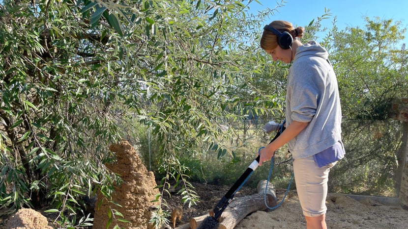 Forscherin Anja Diefenbacher von der Universität Zürich zeichnet Töne von den Erdmännchen auf. 