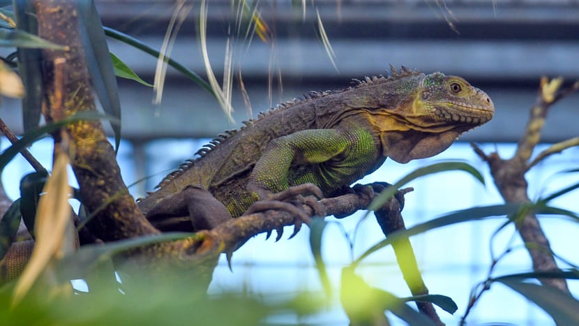 Foto: Zoo Zürich, Pascal Marty Kleiner Antillen-Leguan im Exotarium des Zoo Zürich.