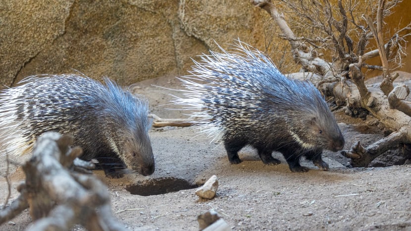Zwei Stachelschweine in ihrer Anlage.