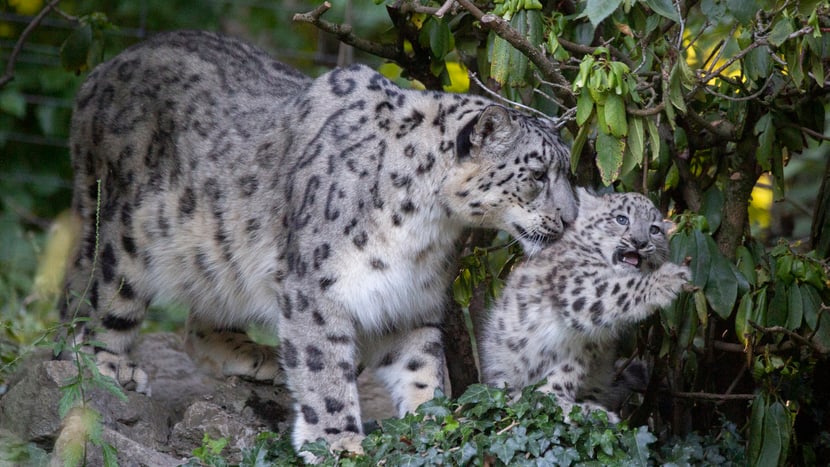 Foto: Zoo Zürich, Peter Bolliger Schneeleoparden-Mutter Saida mit Jungtier Wajra im Zoo Zürich.