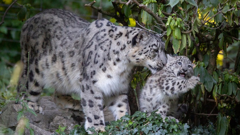 Schneeleoparden-Mutter Saida mit Jungtier Warja im Zoo Zürich.