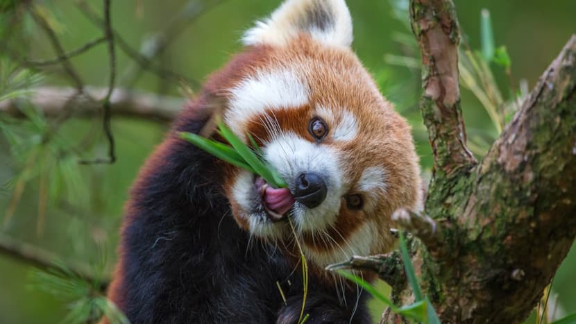 Kleiner Panda im Zoo Zürich.