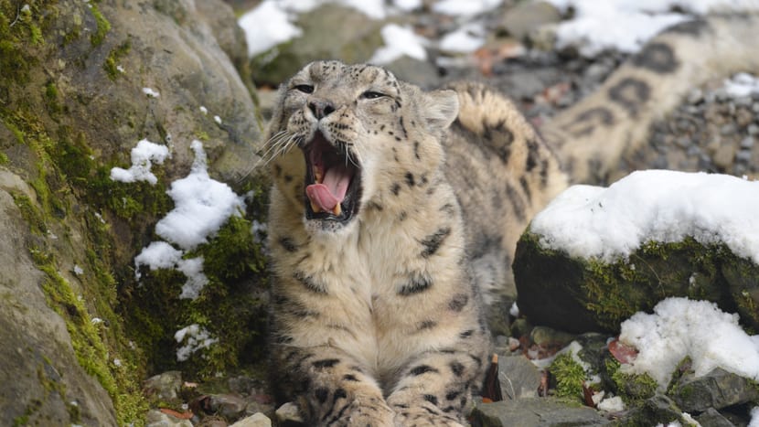 Schneeleopardenkater Villy im Zoo Zürich.