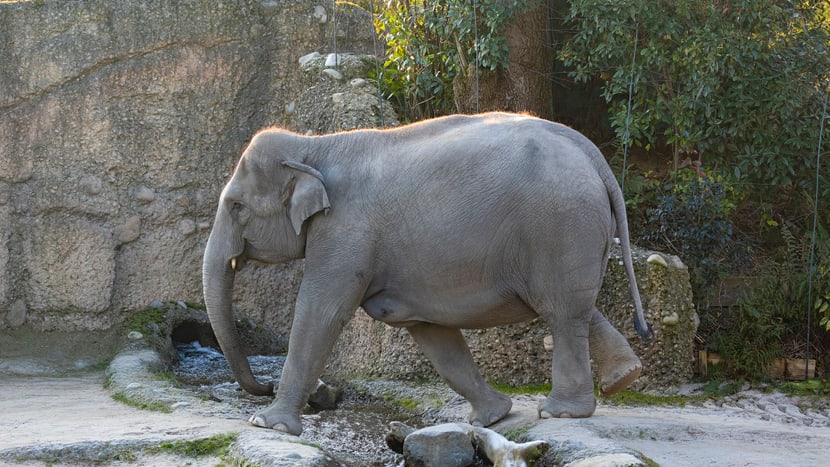 Foto: Zoo Zürich, Enzo Franchini Asiatischer Elefant Farha im Kaeng Krachan Elefantenpark des Zoo Zürich.