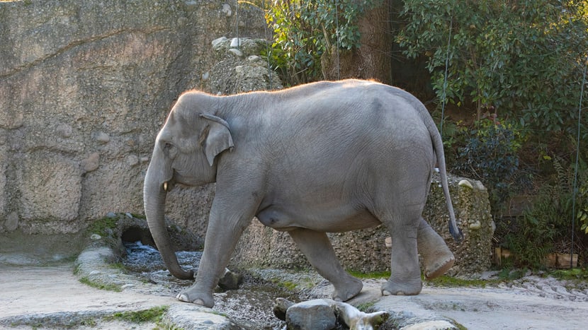 Asiatischer Elefant Farha im Kaeng Krachan Elefantenpark des Zoo Zürich.