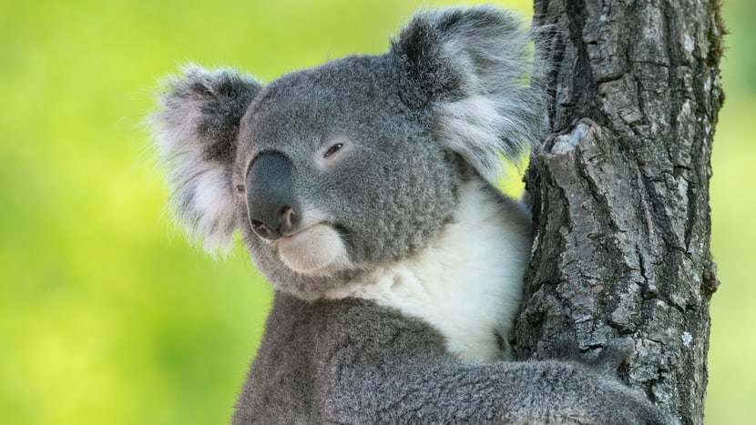Koala Mikey in der Australien-Aussenanlage im Zoo Zürich.