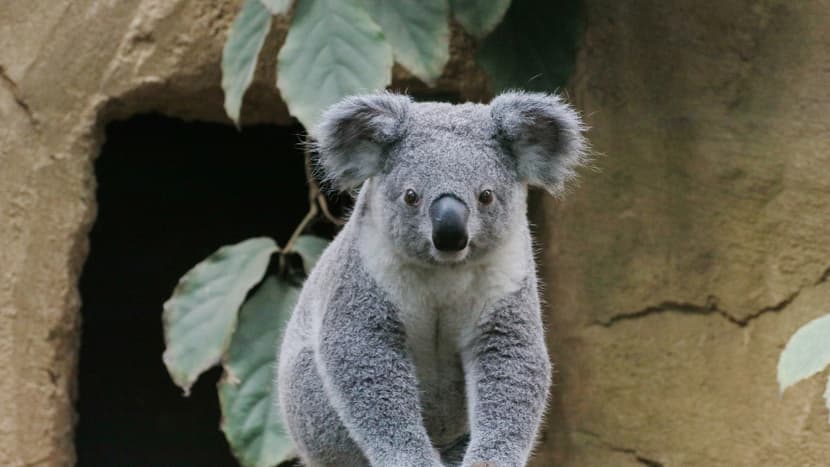 Koala-Männchen Tarni im Zoo Duisburg.