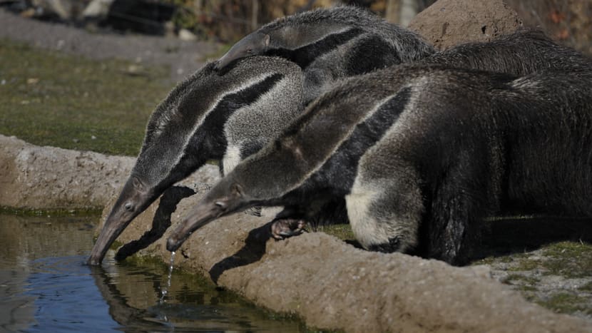 Foto: Zoo Zürich, Samuel Furrer Grosse Amaisenbären im Pantanal.