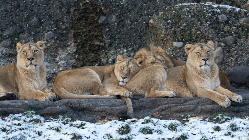 Indische Löwen im Zoo Zürich