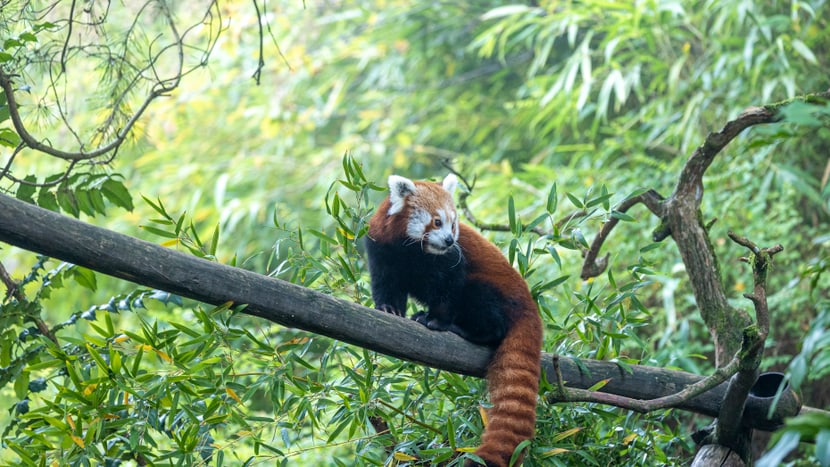Kleiner Panda Tiang Tang beim Klettern.