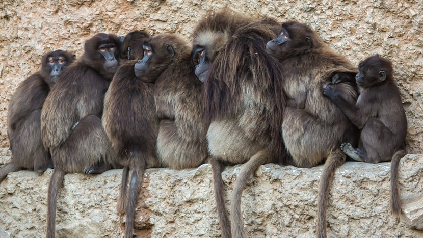Foto: Zoo Zürich, Enzo Franchini Dscheladas im Semien Gebirge des Zoo Zürich.