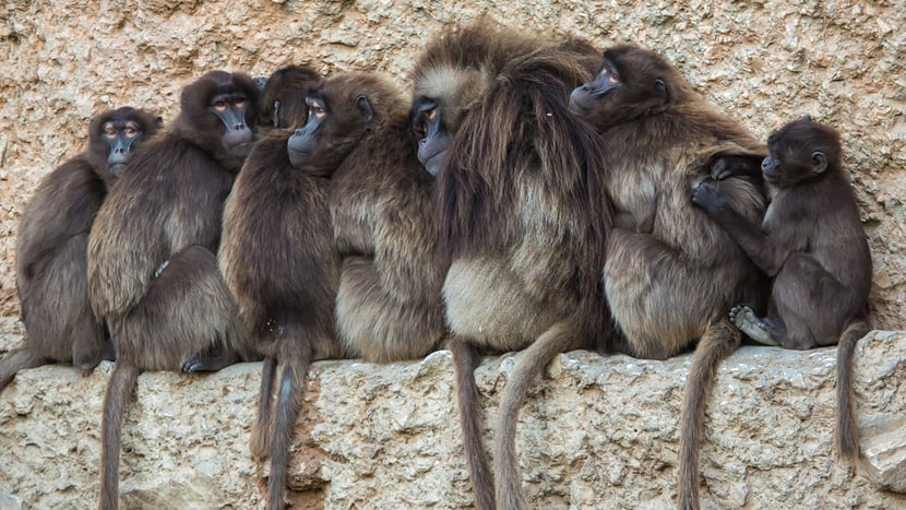 Dscheladas im Semien Gebirge des Zoo Zürich.