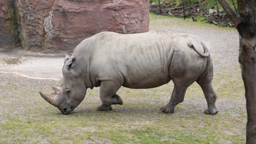 Foto: Zoo Zürich, Pascal Marty Breitmaulnashornbulle Kimba auf dem Winterplatz der Lewa Savanne.