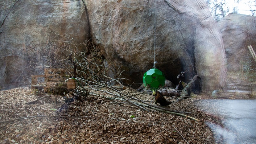Foto: Zoo Zürich, Rita Schlegel Stachelschweinanlage in den Kopjefelsen.
